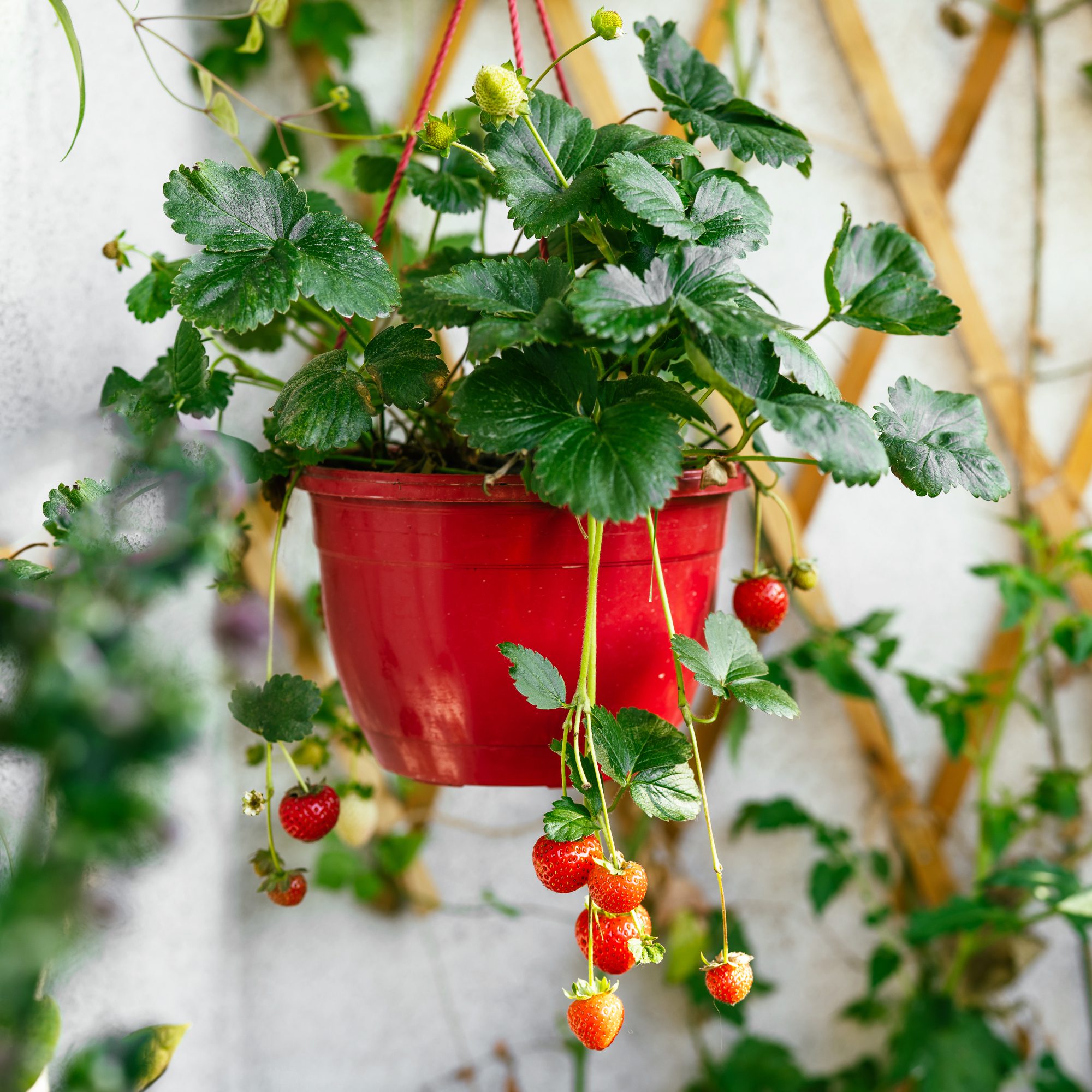 How to Care for Hanging Strawberry Plants