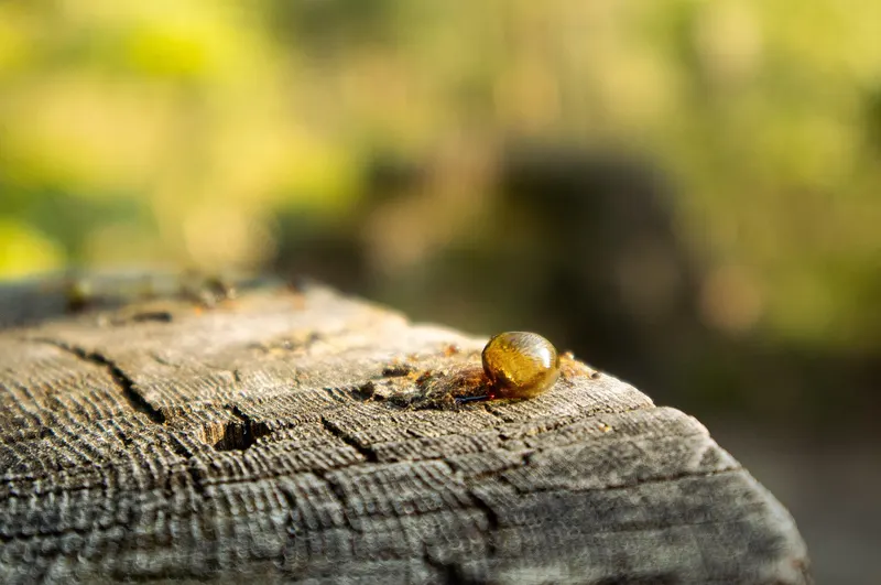 A hardened amber drop of tree resin on weathered wood