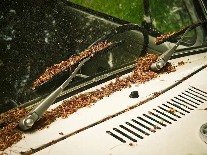 Dry plant debris collected around the wiper arms and cowl of an old white car