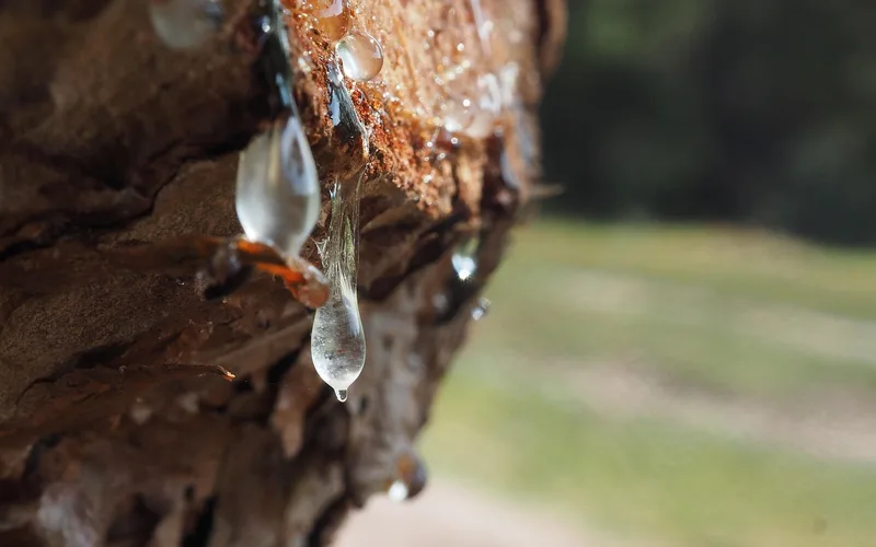 Tree sap dripping from pine bark Clear tree sap dripping down rough pine tree bark outdoors
