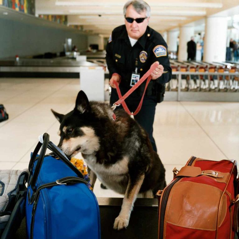 Can You Bring a Cart Through Airport Security