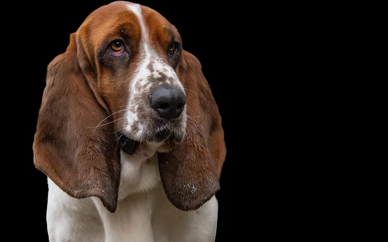 Basset hound with long ears looking to the side, the breed of dog Columbo owns