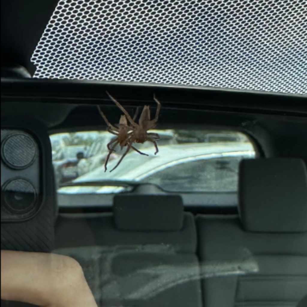 Spider Survival in Automobiles