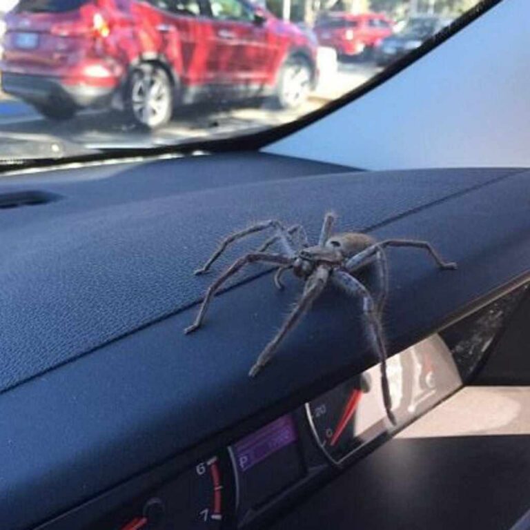 How Long Can a Spider Survive in a Vehicle
