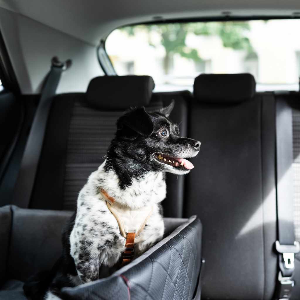 How to Live in Your Car With a Dog Safely