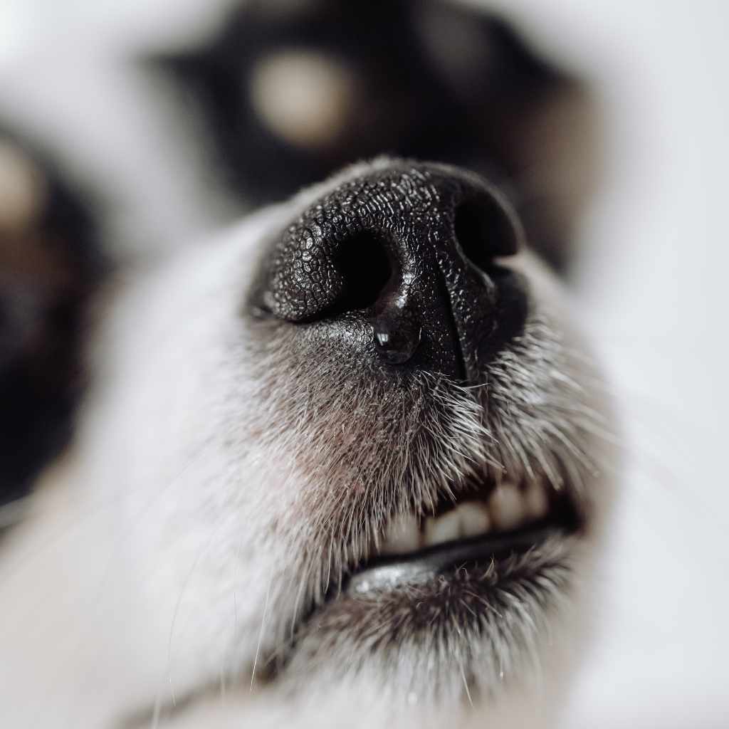 Travel Prep Checklist for a Dry-Nose Ride