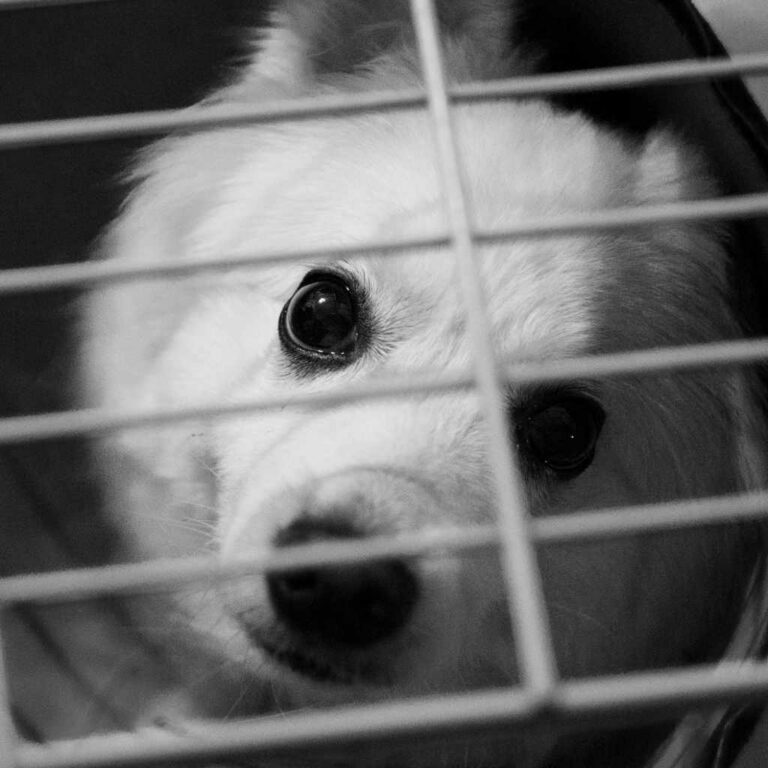 Why Does My Dogs Nose Drip In The Car