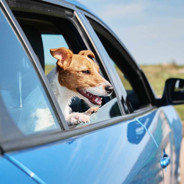 Why Does My Dogs Nose Drip in the Car