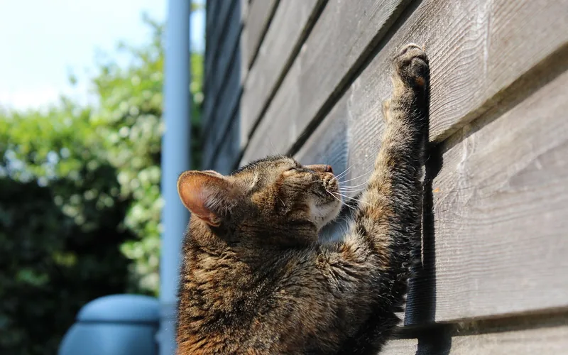 Close-up of a cat's paw with claws extended while scratching outdoors Close-up of a cat's paw with claws extended while scratching outdoors