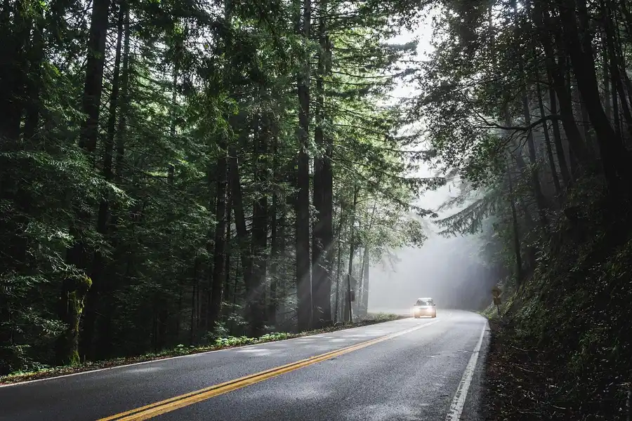 Car driving on a road through tall forest trees with fog