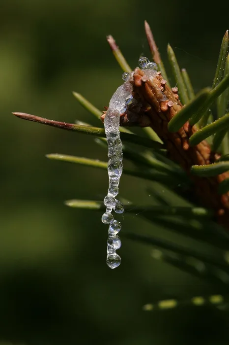 Fresh clear resin bead running down a pine branch