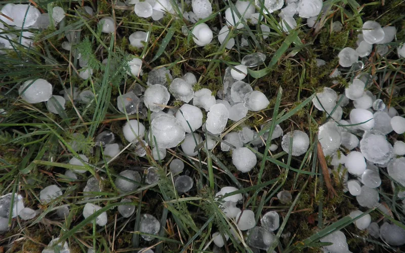 hailstones lying on grass after a thunderstorm hailstones lying on grass after a thunderstorm