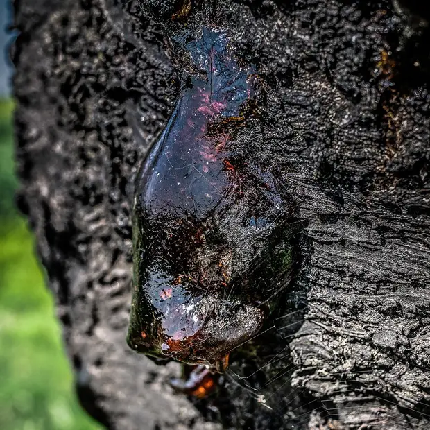Dark hardened tree resin on a tree trunk