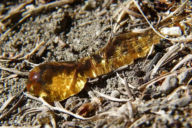 Amber tree pitch that has dripped and set on the ground
