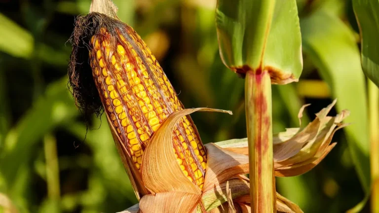 Ripe yellow corn cob on the stalk in a field