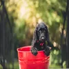 Two Bucket Car Wash Kit