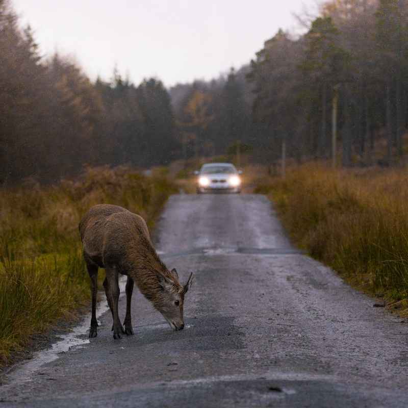 Understanding Deer Behavior and Risks