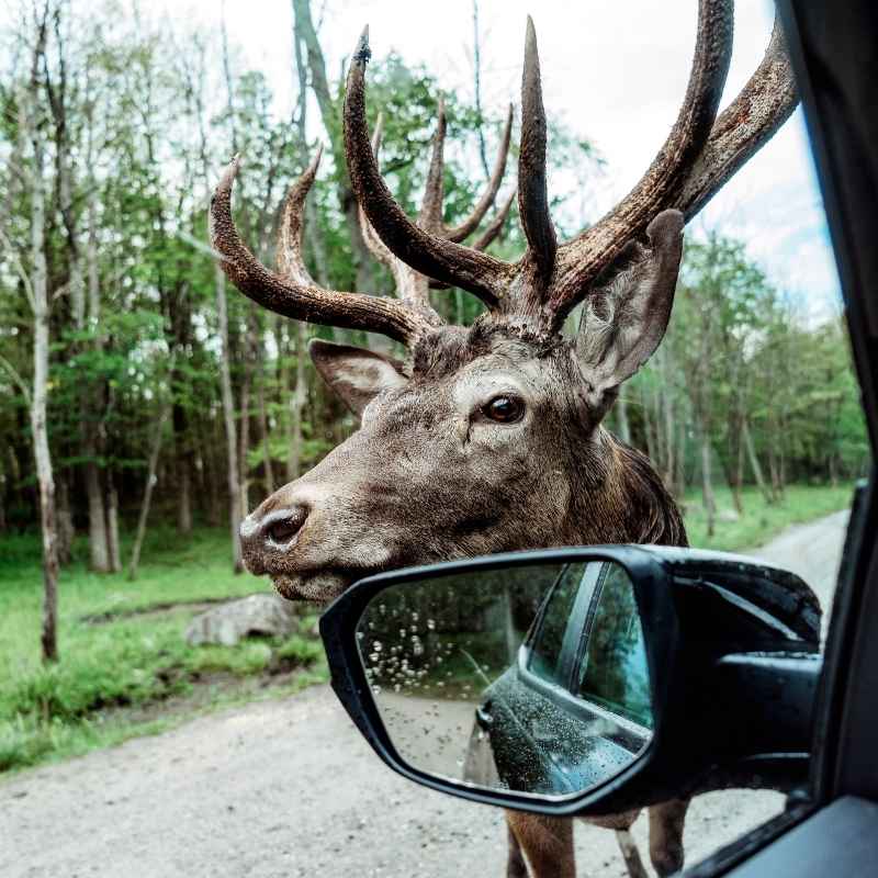 Alternative Deterrent Strategies