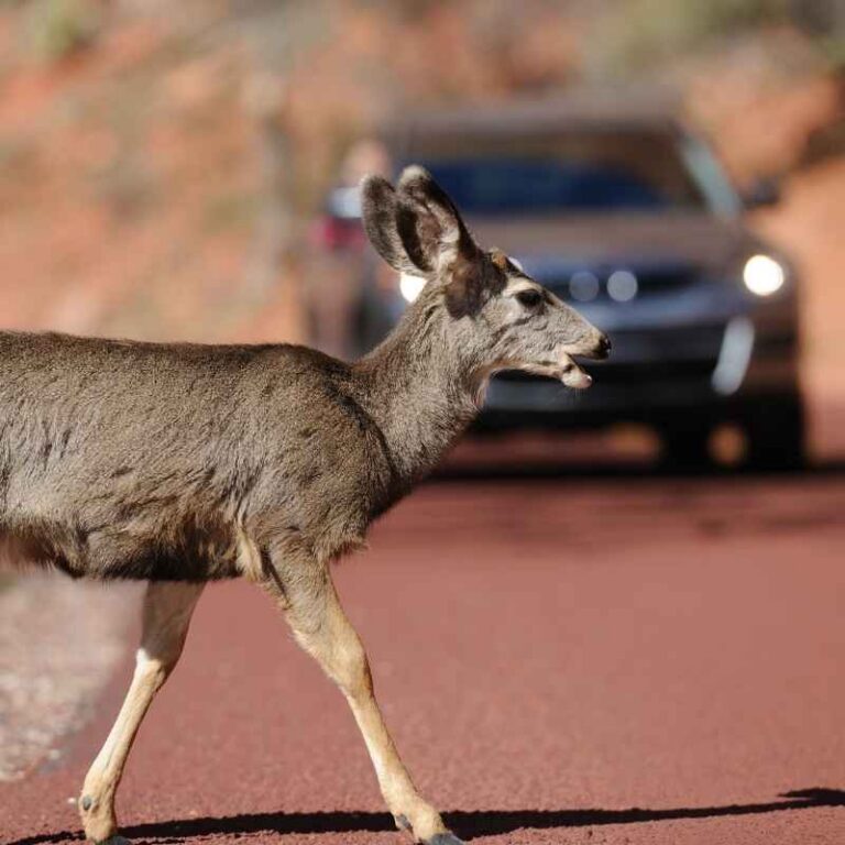 How to Scare Deer Away From Your Car Safely