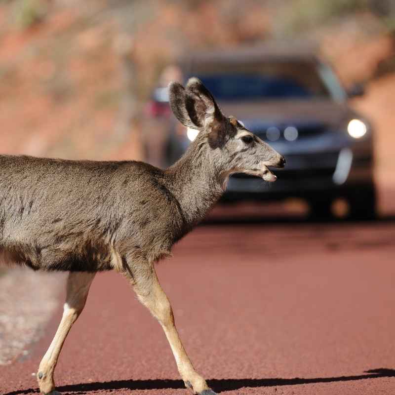 How to Scare Deer Away From Your Car Safely