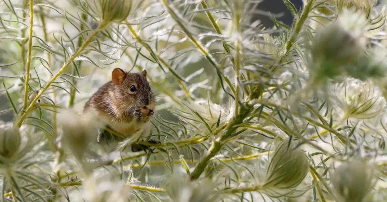 How to Keep Mice Away From Cars: 7 Proven Methods