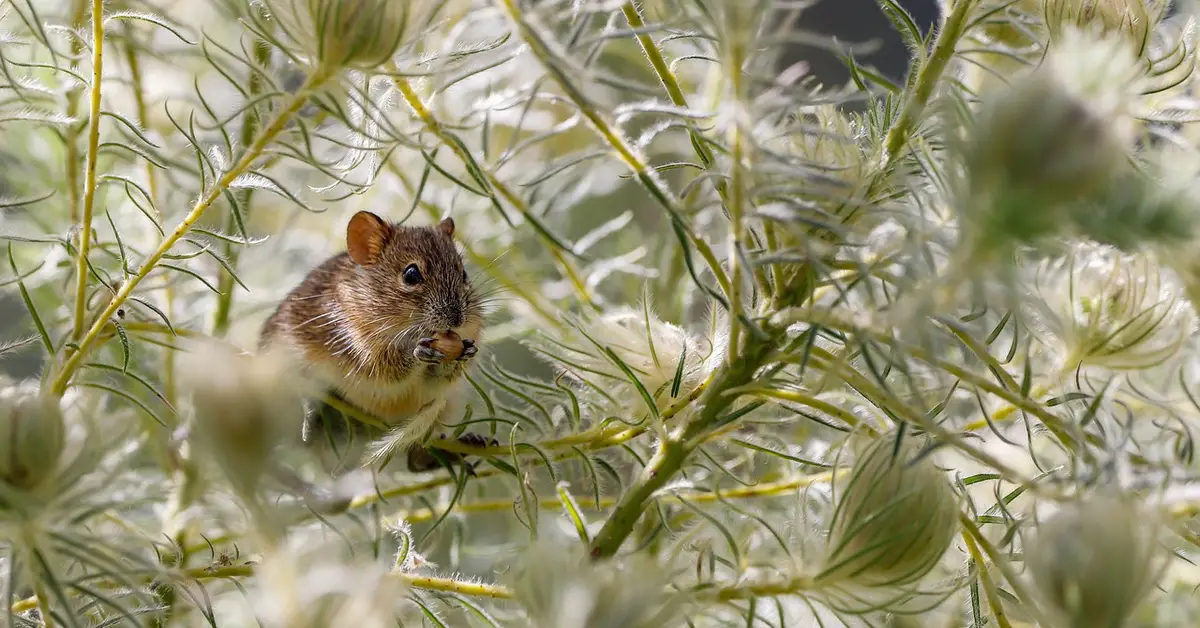 How to Keep Mice Away From Cars: 7 Proven Methods