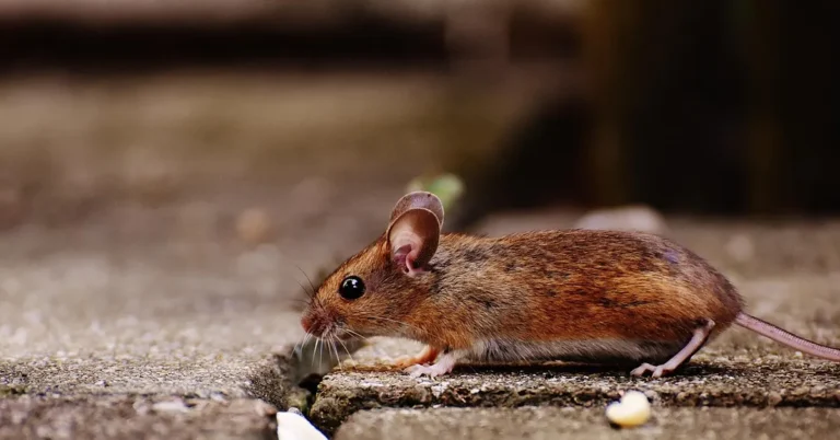 Close-up of a mouse, the kind that can damage car wiring