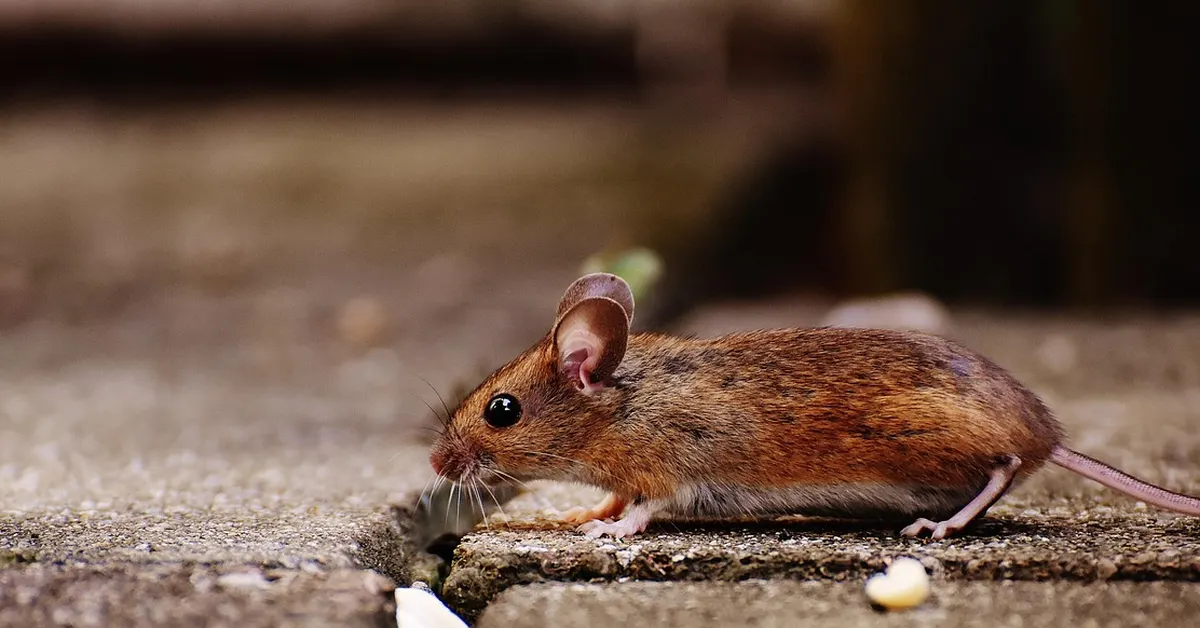 Close-up of a mouse, the kind that can damage car wiring