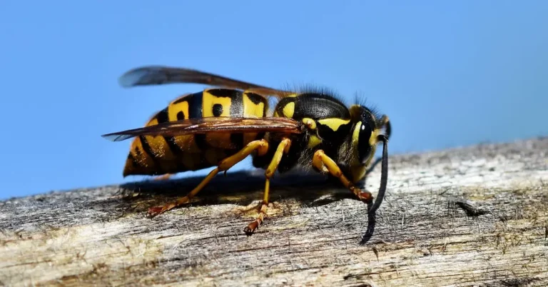 Close-up macro photo of a wasp resting on a branch near a vehicle