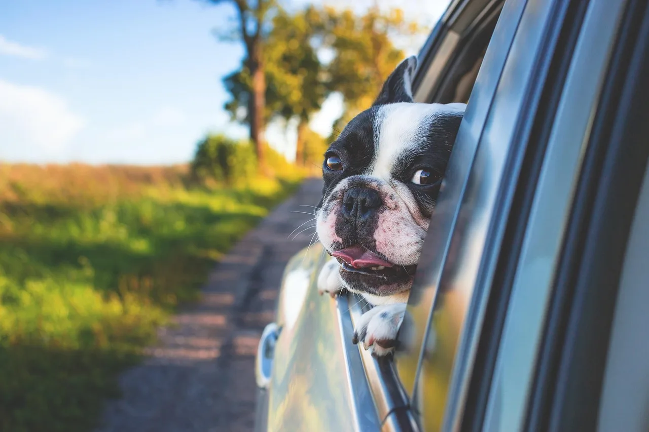 4Knines Dog Seat Cover: best for pets