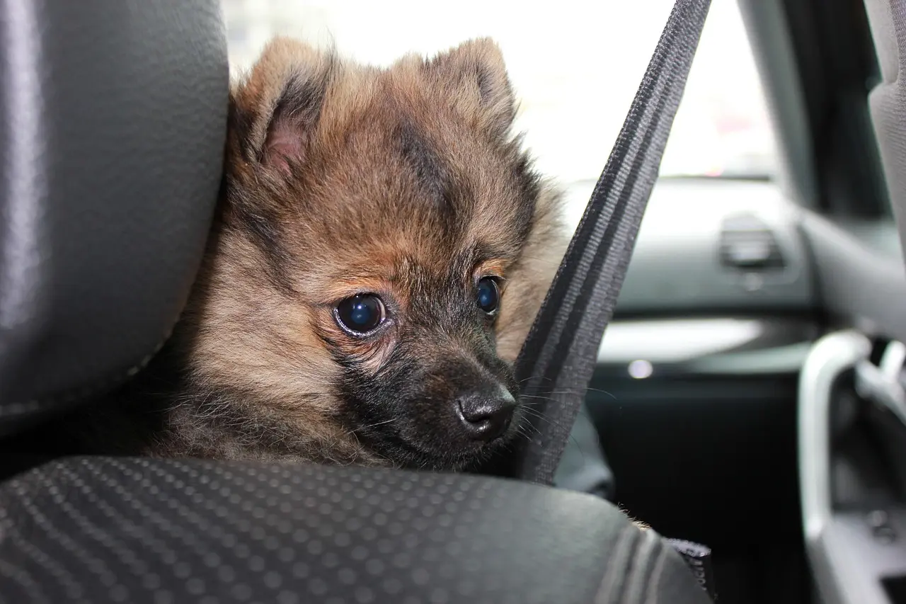 Which car accessories improve safety the most?