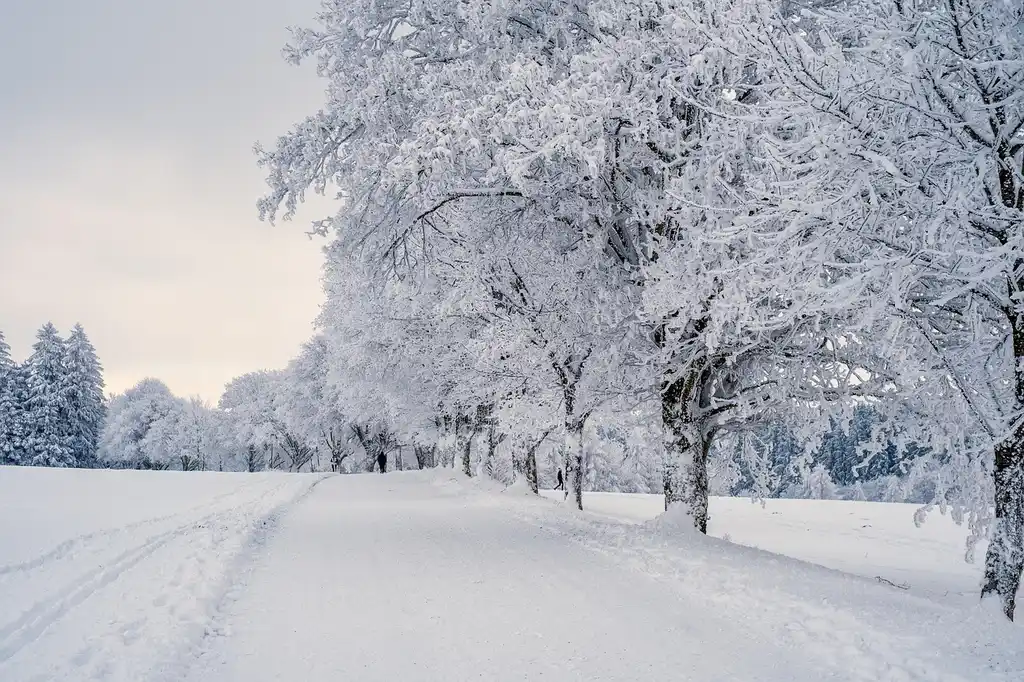 The winter-prep matrix: what to do, when, and why