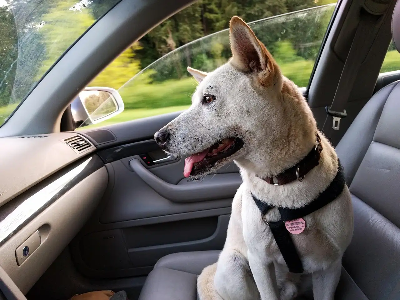 Car dog harnesses laid out on an SUV back seat beside a dog wearing one harness