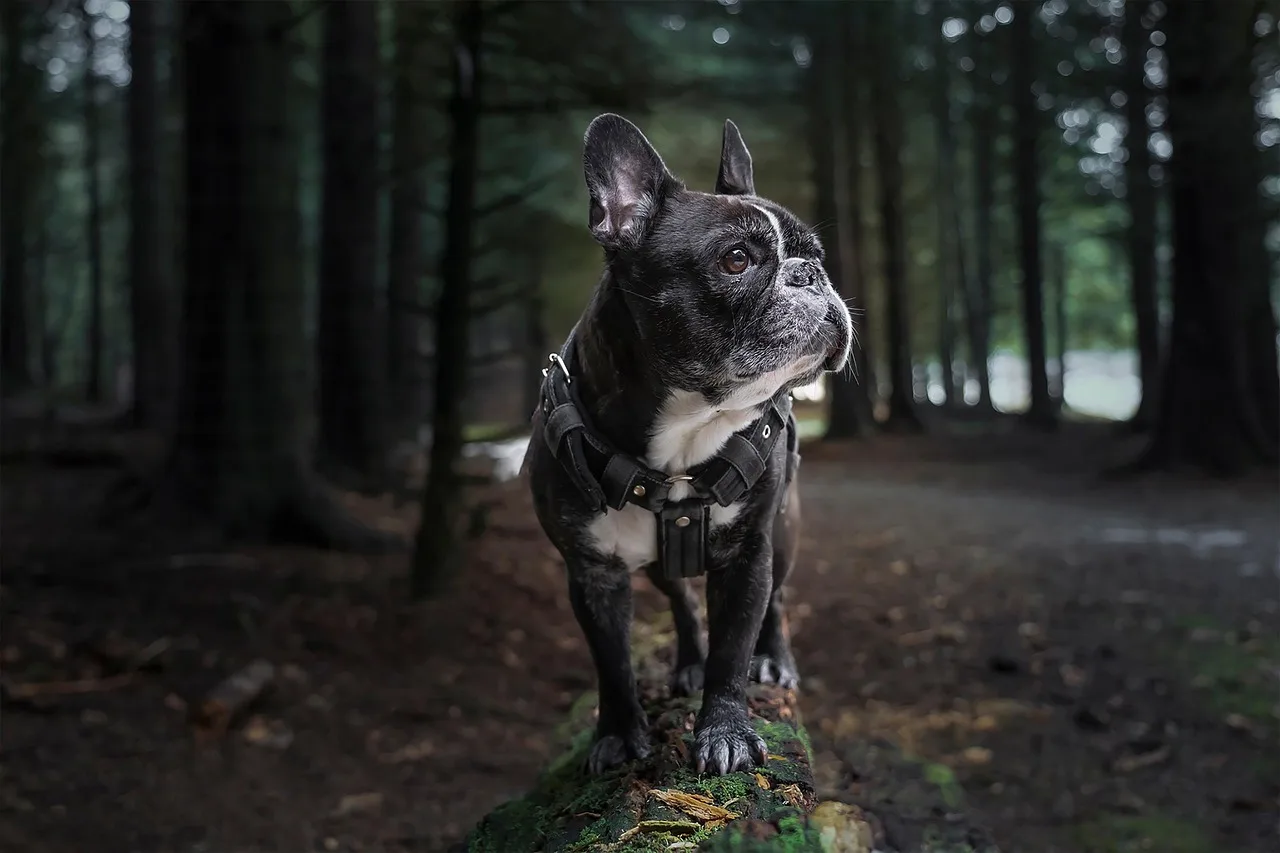 What is the best dog harness for car safety?