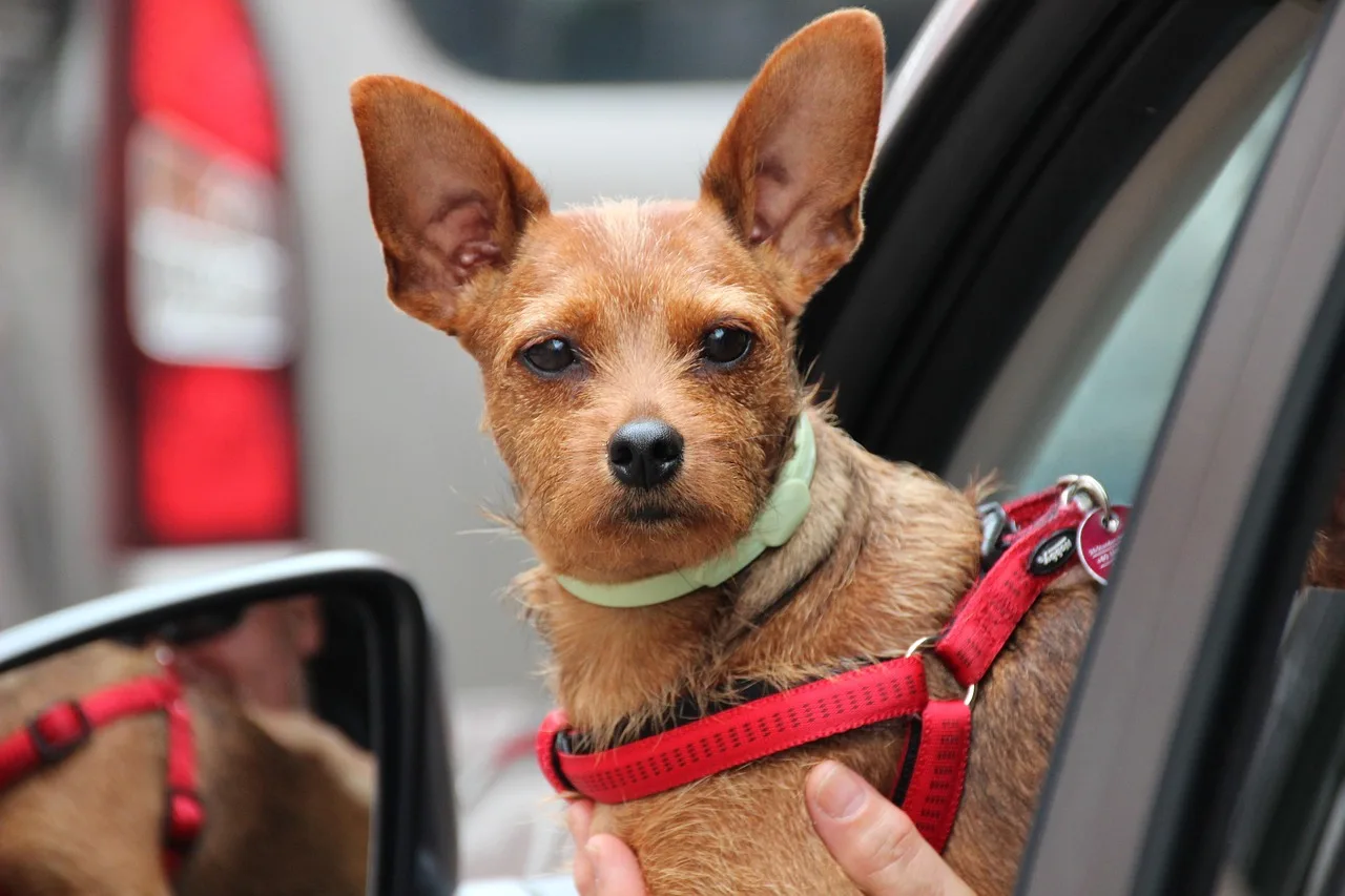 Medium dog secured in an SUV back seat with a dog seat belt clipped to the harness.