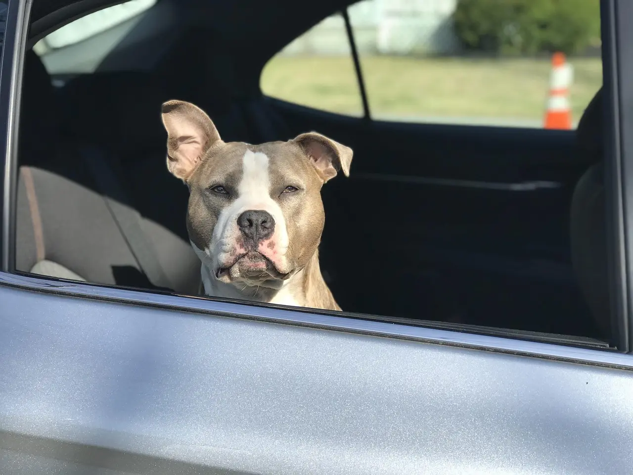 4Knines Dog Backseat Cover: best for heavy-duty rear-seat coverage