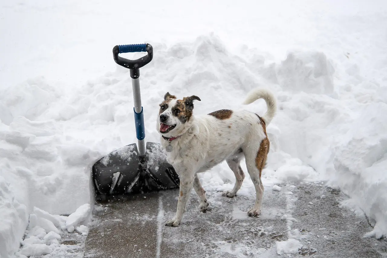 A compact snow shovel clears packed snow around a car’s buried tires on a snowy driveway.