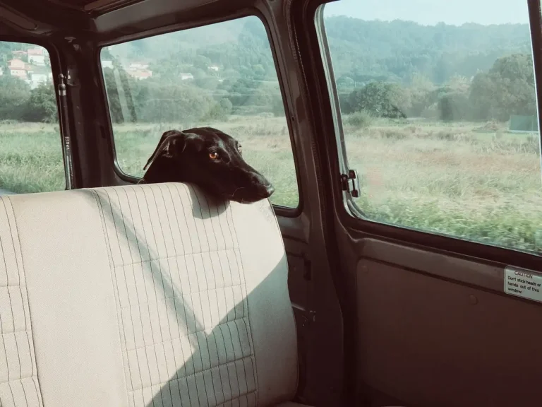 PetSmart shopper comparing dog car seat covers beside a parked SUV in natural light