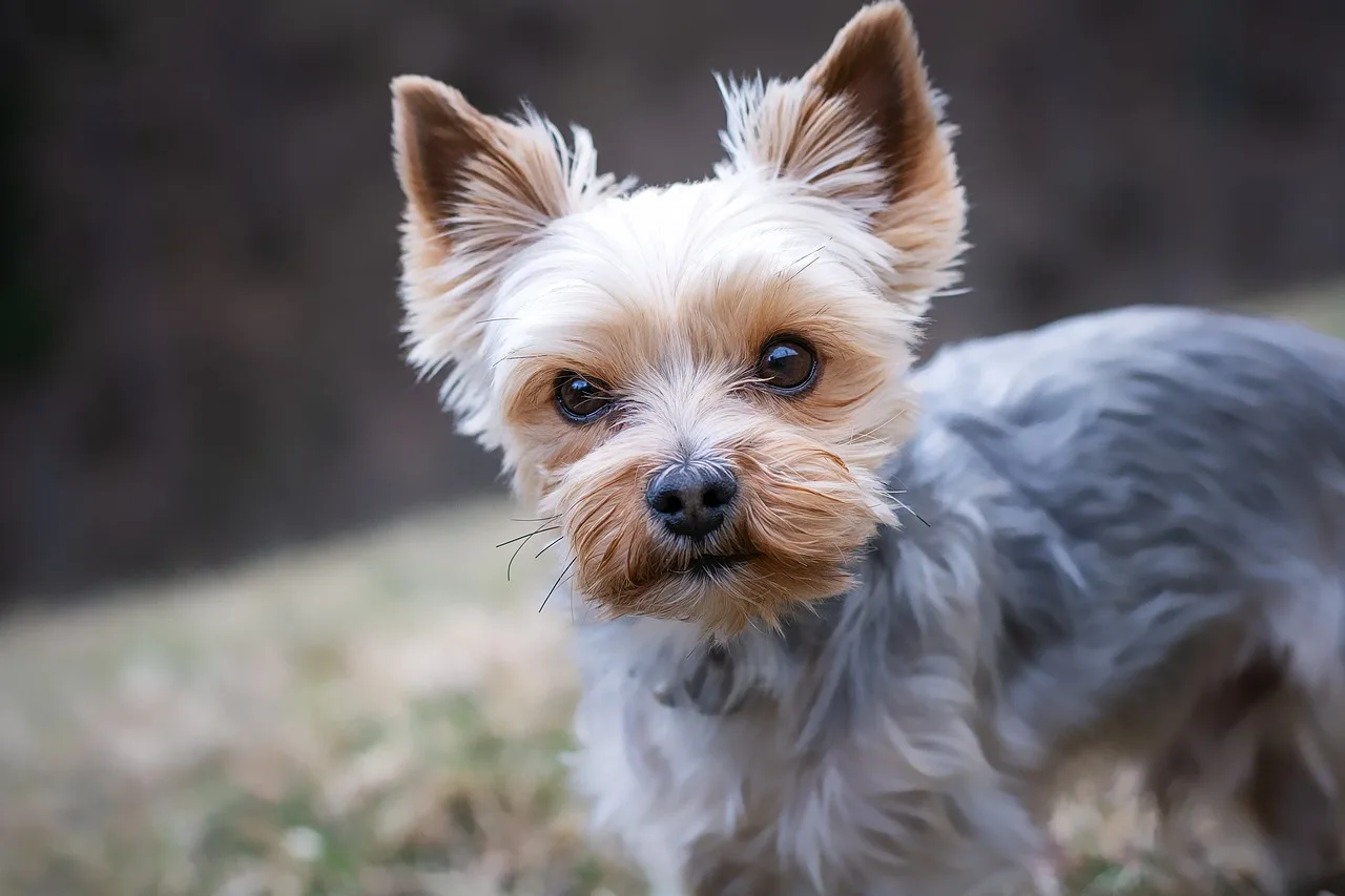 How to choose a dog ramp