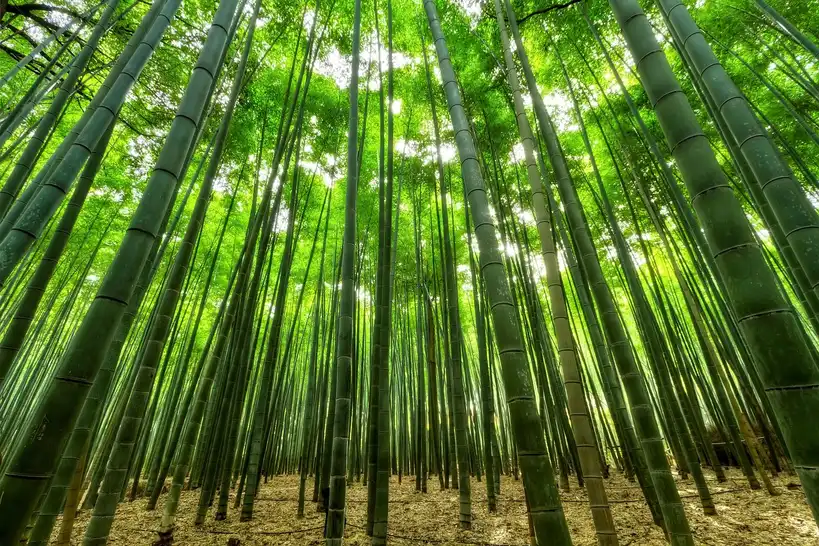PURGGO Bamboo Charcoal Air Purifier: best for fragrance-free cabins