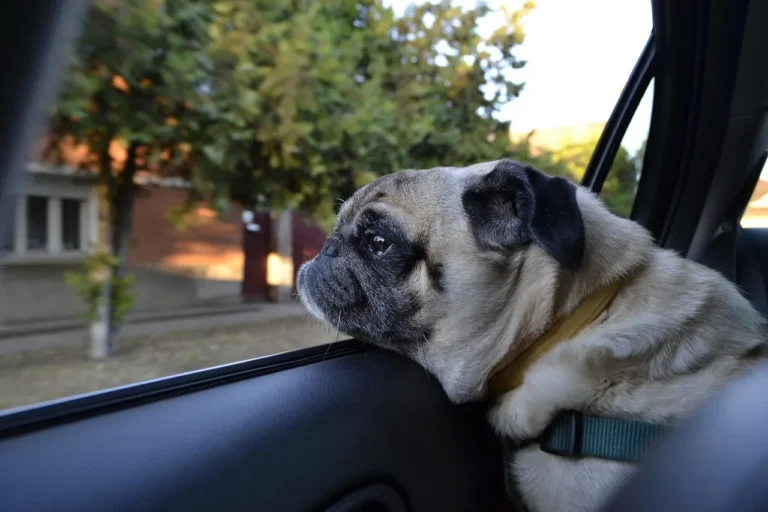 Small dog in a middle console dog seat inside an SUV while an owner checks the fit and tether