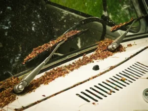 How to Keep Windshield Wipers From Freezing Overnight