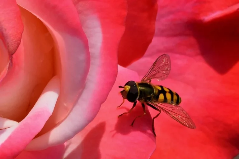 A wasp hovers beside a parked car's side mirror in bright natural light.