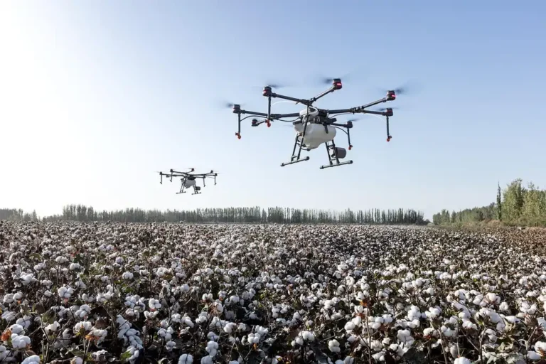 Two drones fly over a cotton field under a clear sky