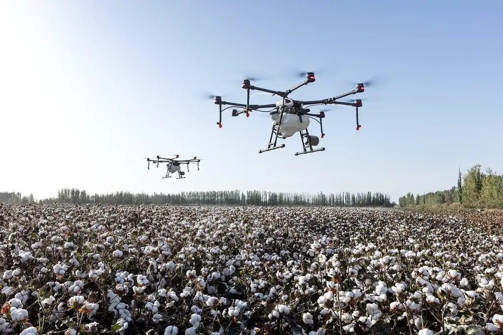 Two drones fly over a cotton field under a clear sky