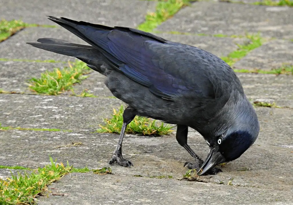 Why is a bird pecking at my car?