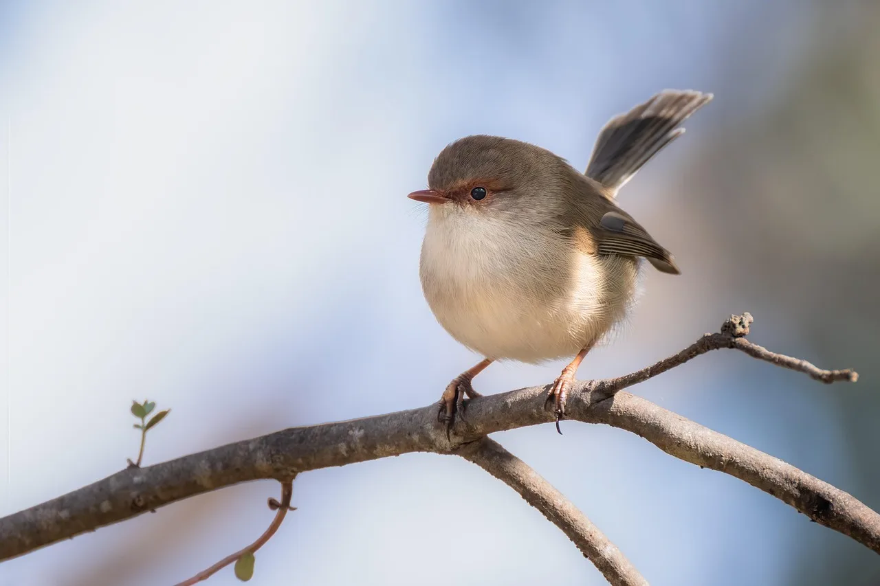 How do you stop birds from pecking your car?