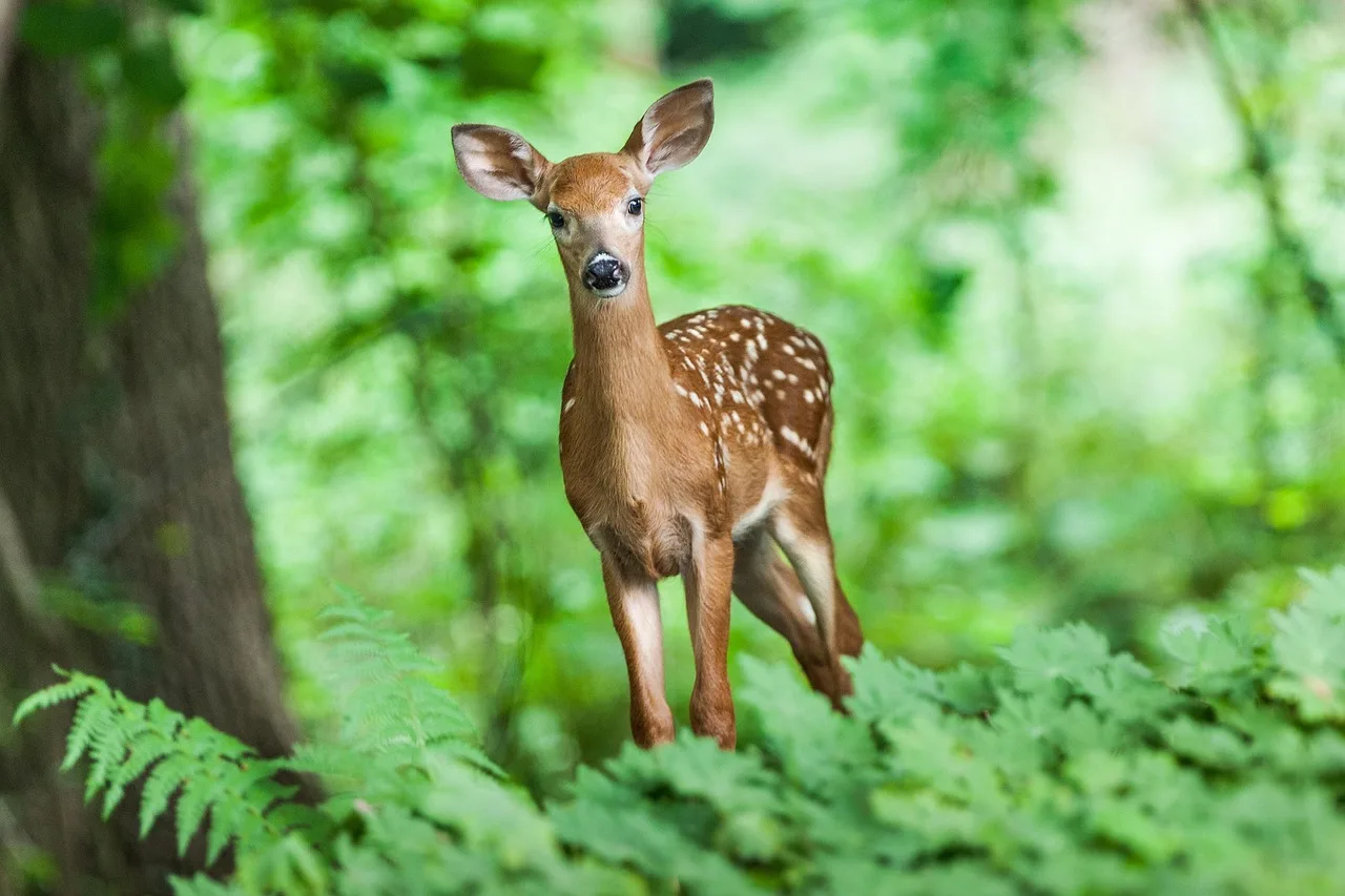 When are deer most active on roads?