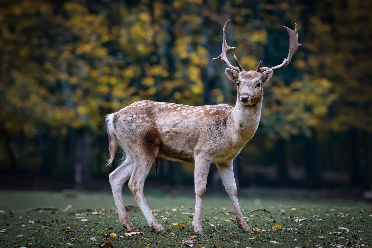 Deer response matrix