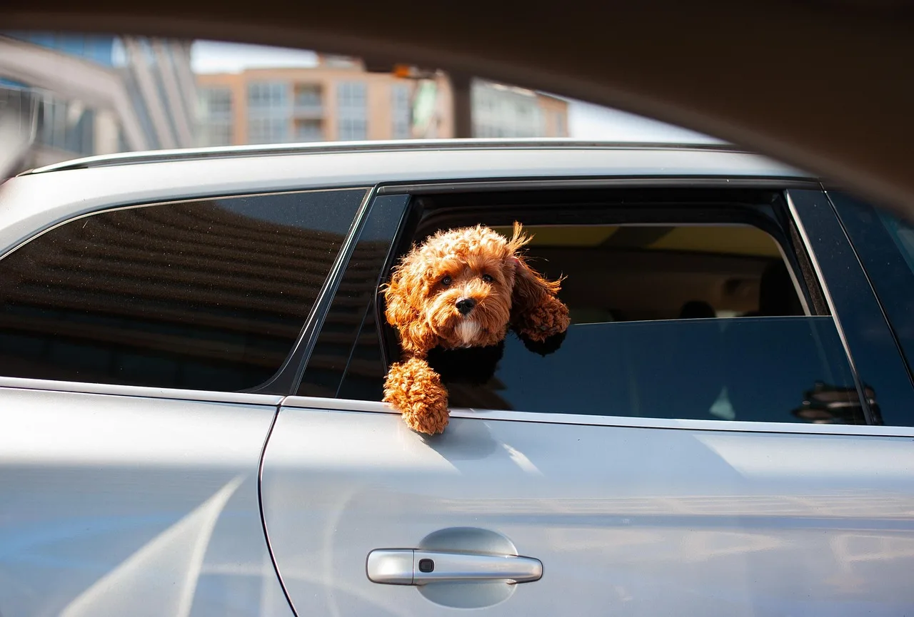 Dog runs after a car leaving a driveway while the owner stands nearby.